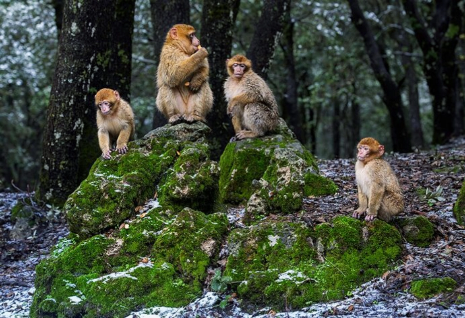 Barbary Macaques