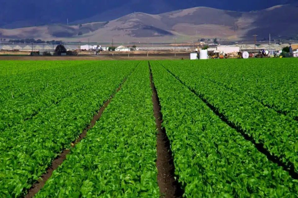 Chaouia Plains Agriculture