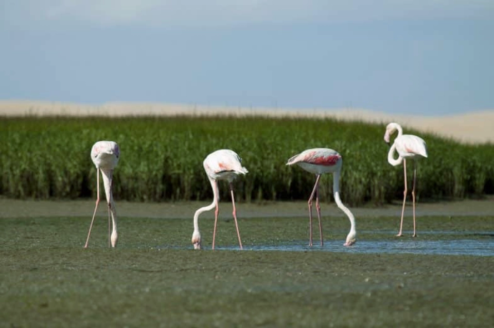 Moulouya Nature Reserve