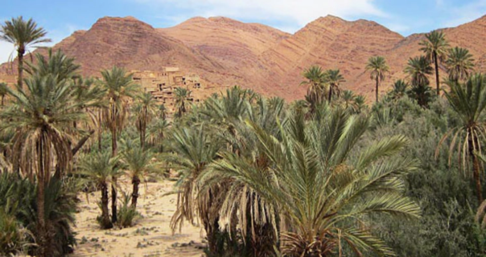 Palmerie Explorations