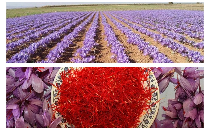 Talioune And Saffron Region
