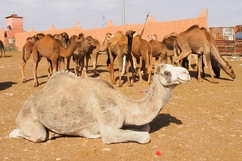 The Legendary Camel Market