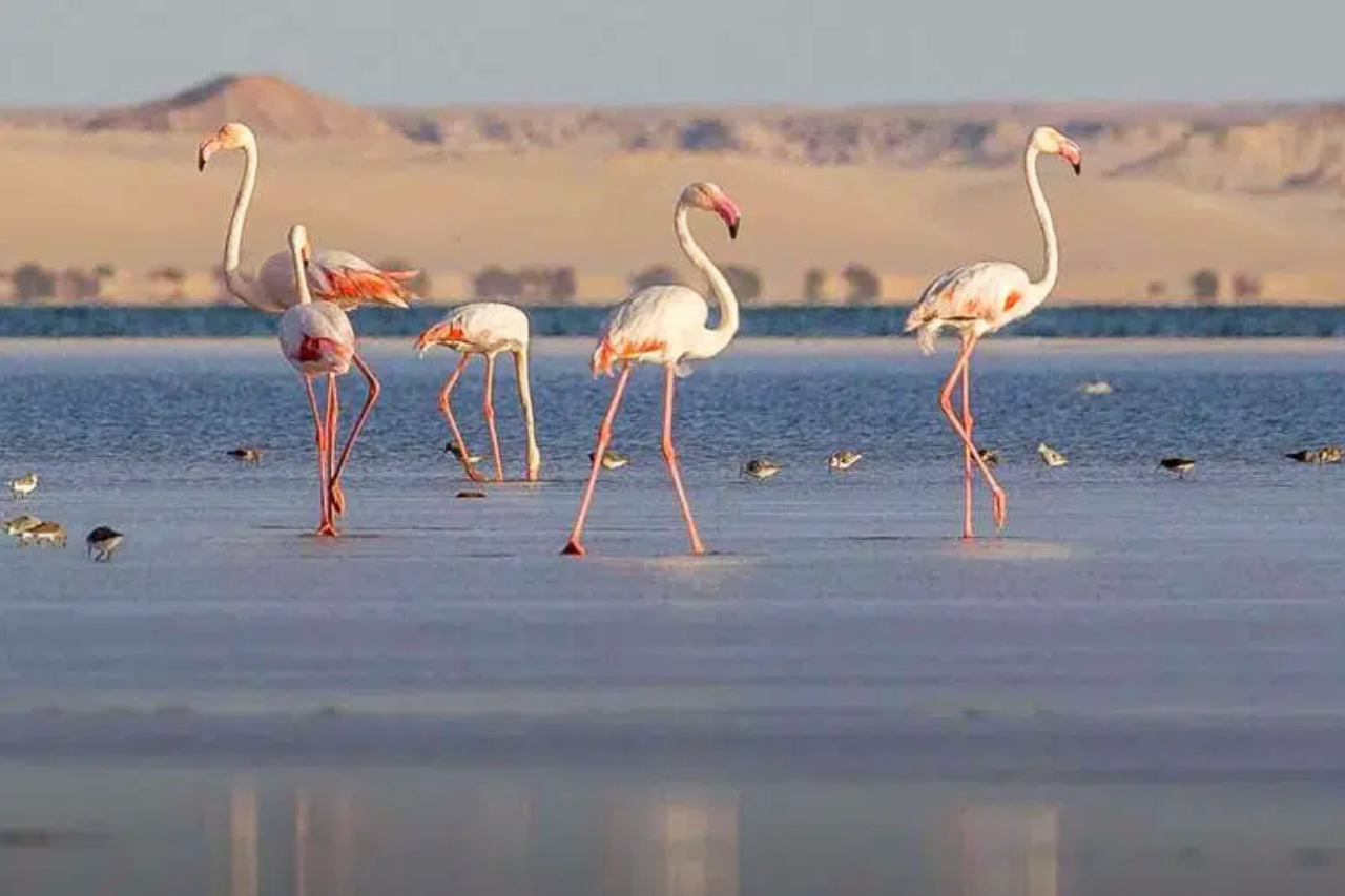 Dakhla Flamingo